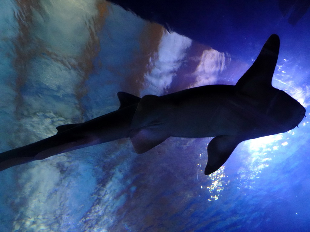 Shark at the Shark Tunnel at the Oceanium at the Diergaarde Blijdorp zoo