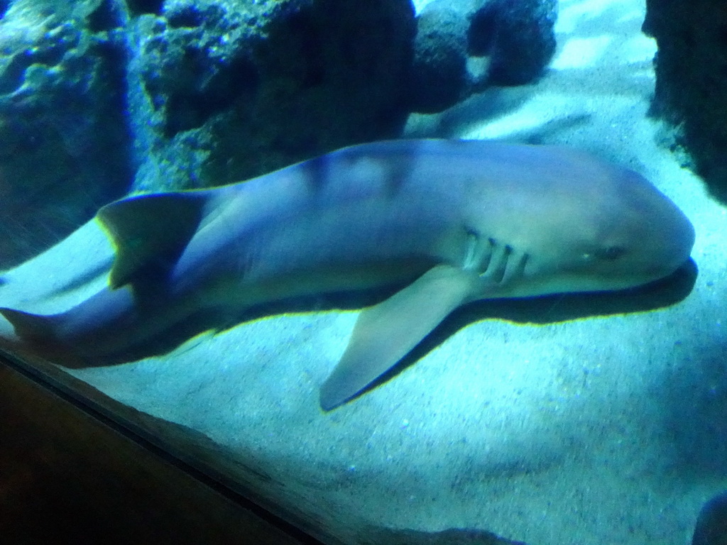 Shark at the Shark Tunnel at the Oceanium at the Diergaarde Blijdorp zoo