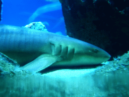 Shark at the Shark Tunnel at the Oceanium at the Diergaarde Blijdorp zoo