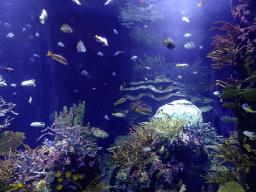 Fish and coral at the Great Barrier Reef section at the Oceanium at the Diergaarde Blijdorp zoo