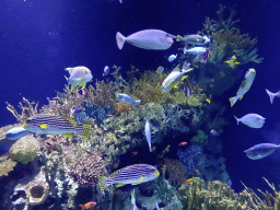 Fish and coral at the Great Barrier Reef section at the Oceanium at the Diergaarde Blijdorp zoo