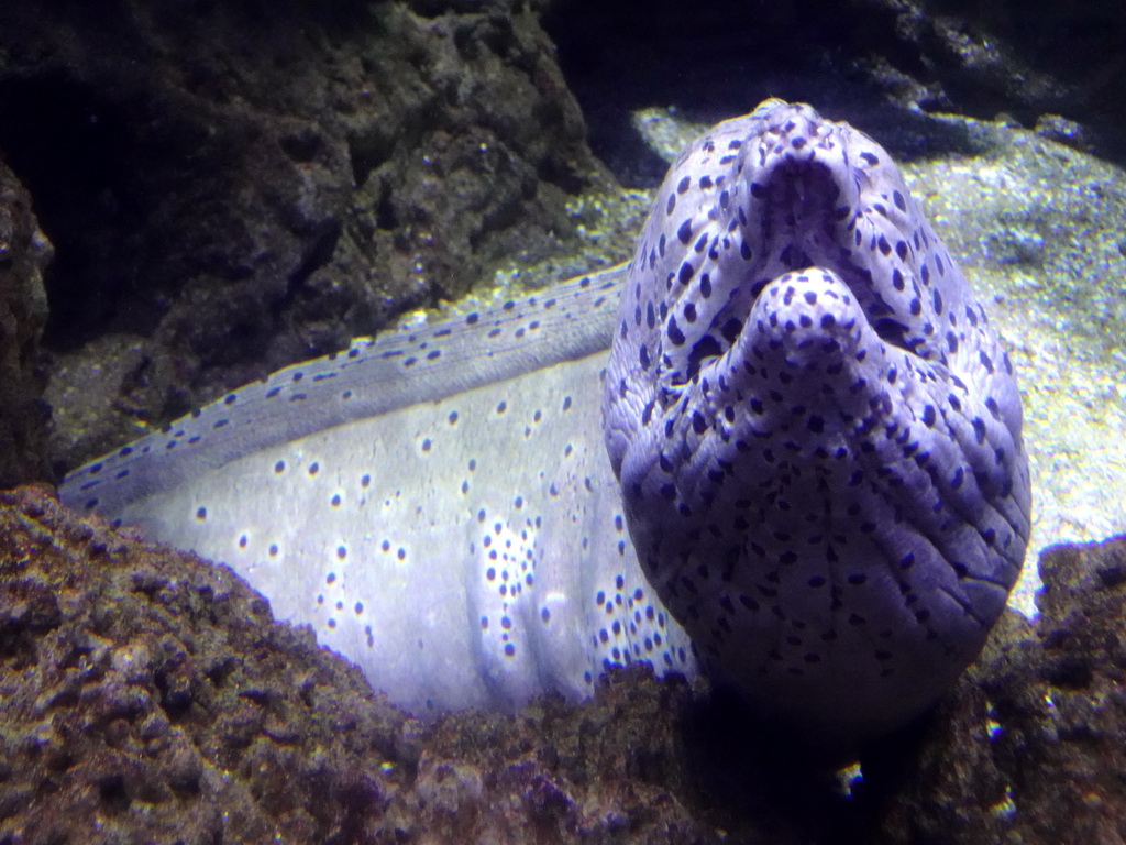 Moray Eel at the Great Barrier Reef section at the Oceanium at the Diergaarde Blijdorp zoo