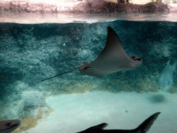 Cownose Ray and other fish at the Caribbean Sand Beach section at the Oceanium at the Diergaarde Blijdorp zoo