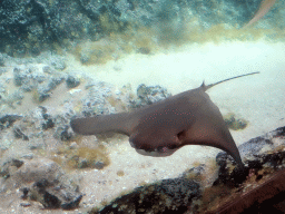 Cownose Ray at the Caribbean Sand Beach section at the Oceanium at the Diergaarde Blijdorp zoo