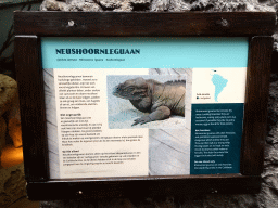 Explanation on the Rhinoceros Iguana at the Oceanium at the Diergaarde Blijdorp zoo