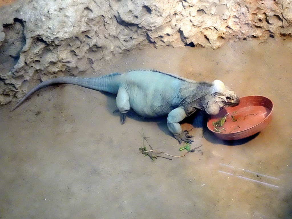 Rhinoceros Iguana at the Oceanium at the Diergaarde Blijdorp zoo