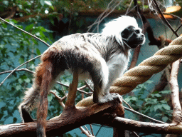Cotton-top Tamarin at the Oceanium at the Diergaarde Blijdorp zoo