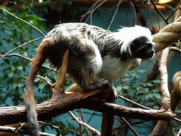 Cotton-top Tamarin at the Oceanium at the Diergaarde Blijdorp zoo