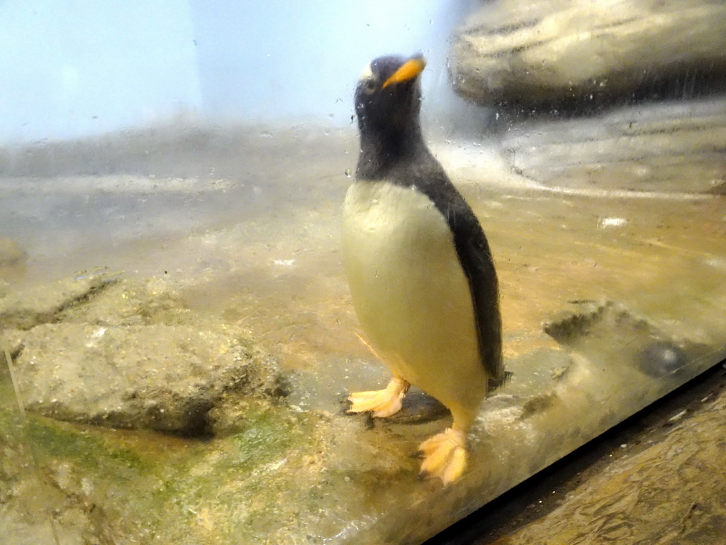 Gentoo Penguin at the Falklands section at the Oceanium at the Diergaarde Blijdorp zoo