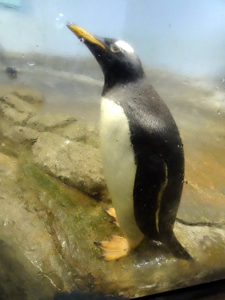 Gentoo Penguin at the Falklands section at the Oceanium at the Diergaarde Blijdorp zoo