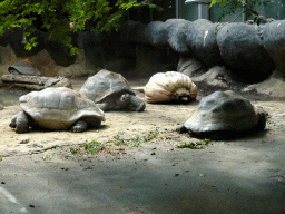 Galapagos Tortoises at the Galapagos section at the Oceanium at the Diergaarde Blijdorp zoo