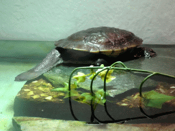 Turtle at the Nature Conservation Center at the Oceanium at the Diergaarde Blijdorp zoo