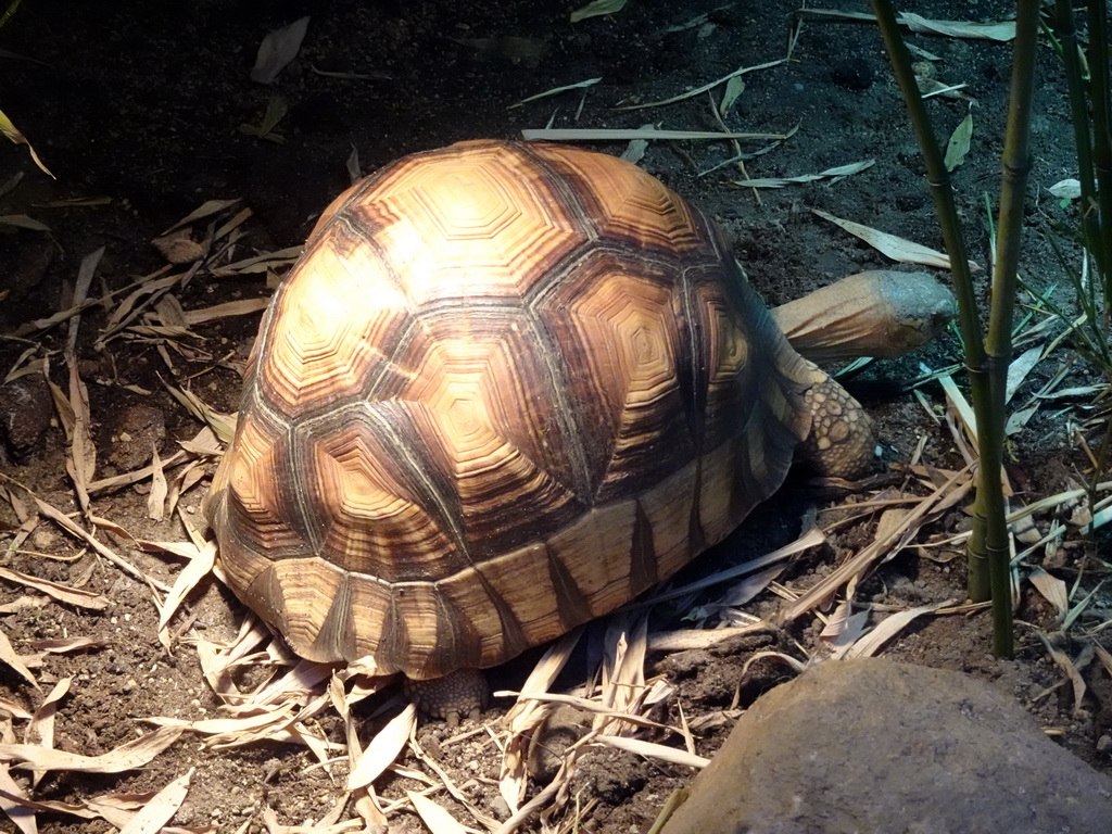Tortoise at the Nature Conservation Center at the Oceanium at the Diergaarde Blijdorp zoo