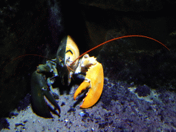 Chimeric Lobster at the Oceanium at the Diergaarde Blijdorp zoo