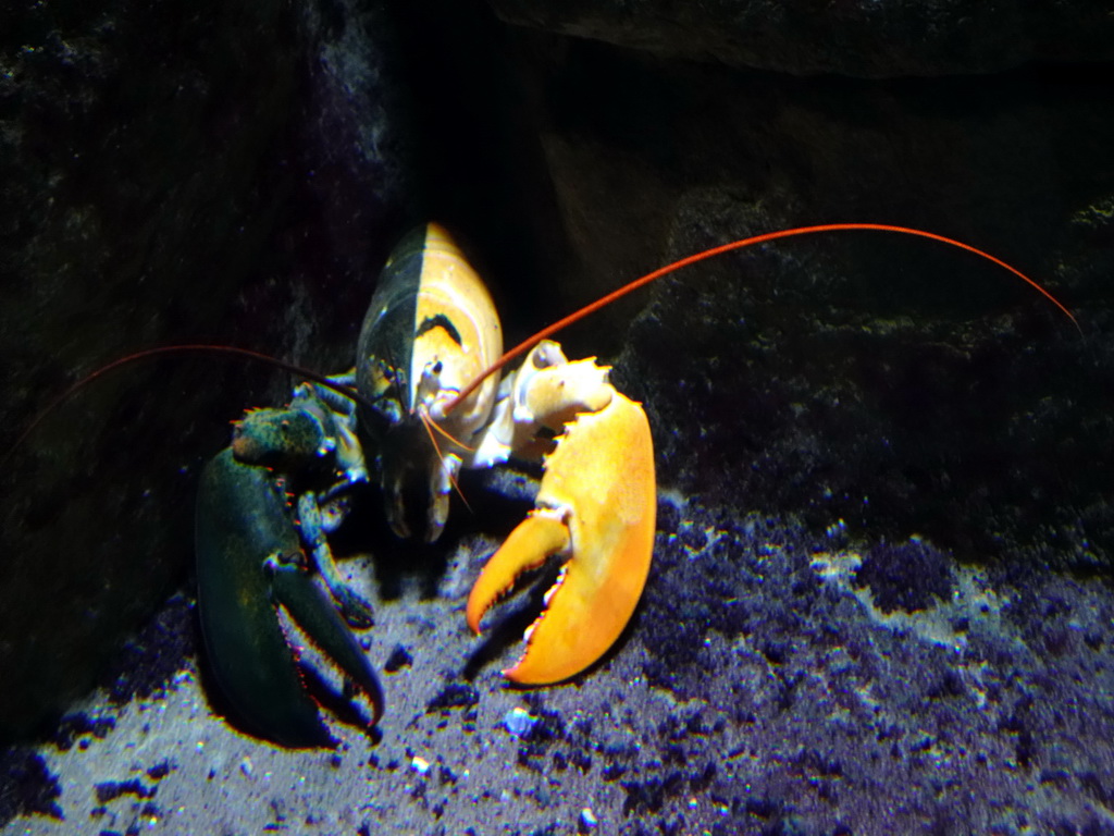 Chimeric Lobster at the Oceanium at the Diergaarde Blijdorp zoo