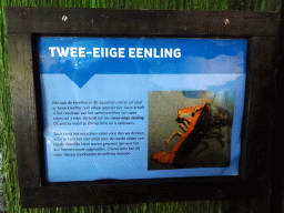 Explanation on the Chimeric Lobster at the Oceanium at the Diergaarde Blijdorp zoo