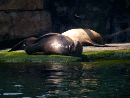 California Sea Lions at the Oceanium at the Diergaarde Blijdorp zoo