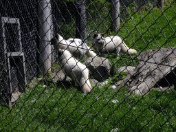 Arctic Foxes at the North America area at the Diergaarde Blijdorp zoo