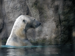 Polar bear at the North America area at the Diergaarde Blijdorp zoo