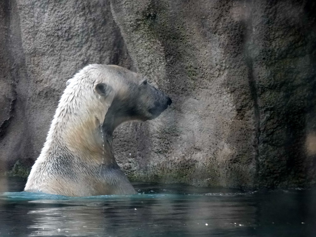 Polar bear at the North America area at the Diergaarde Blijdorp zoo