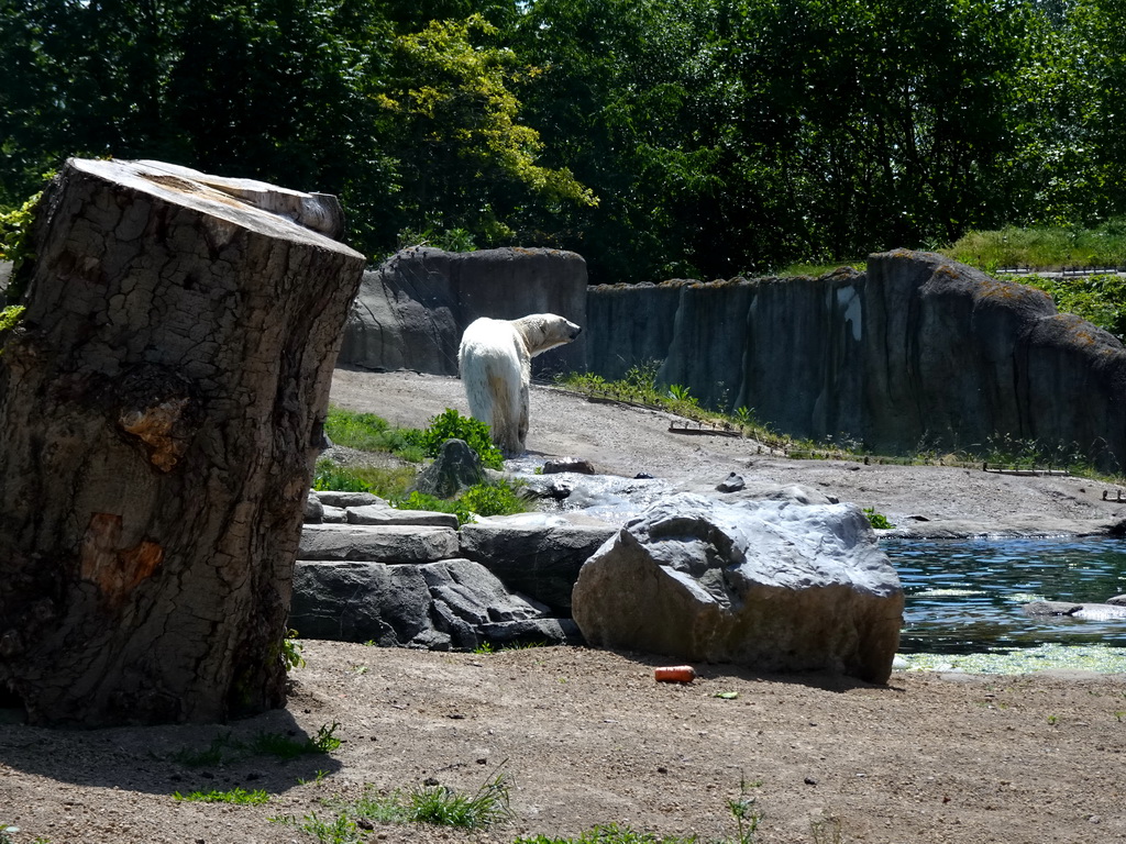 Polar bear at the North America area at the Diergaarde Blijdorp zoo