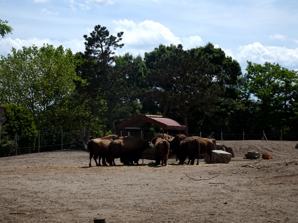 American Bisons at the North America area at the Diergaarde Blijdorp zoo