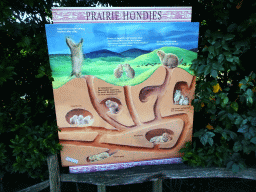 Information on Prairie Dogs at the North America area at the Diergaarde Blijdorp zoo