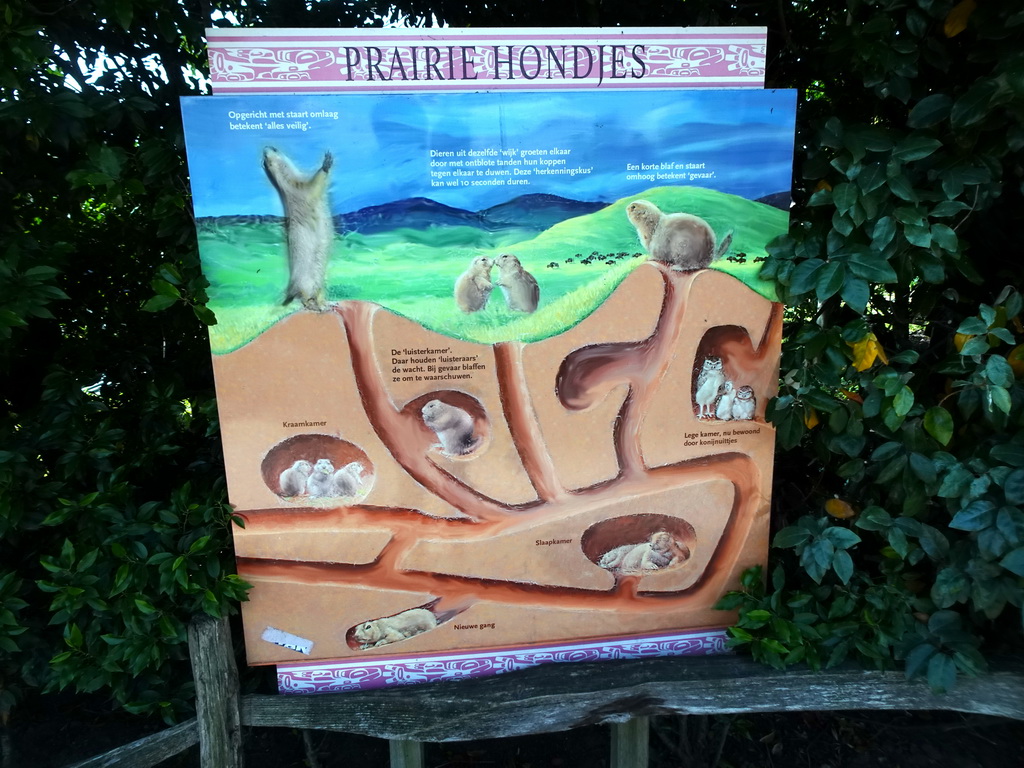 Information on Prairie Dogs at the North America area at the Diergaarde Blijdorp zoo