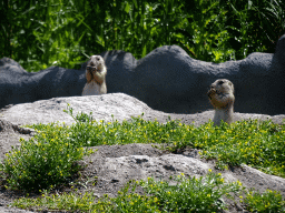 Prairie Dogs at the North America area at the Diergaarde Blijdorp zoo