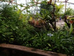 Interior of the Amazonica building at the South America area at the Diergaarde Blijdorp zoo