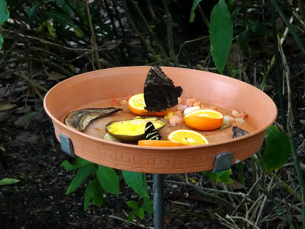 Butterfly at the Amazonica building at the South America area at the Diergaarde Blijdorp zoo