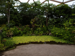 Interior of the Amazonica building at the South America area at the Diergaarde Blijdorp zoo