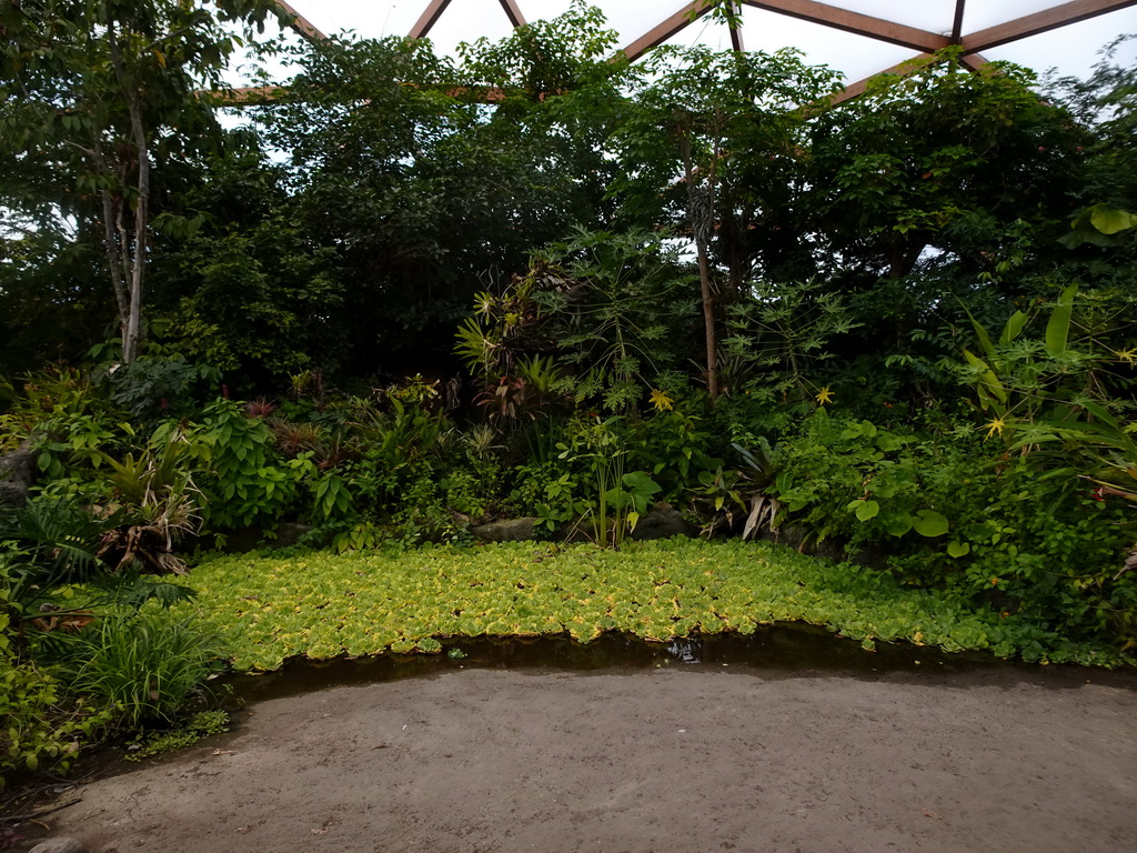 Interior of the Amazonica building at the South America area at the Diergaarde Blijdorp zoo