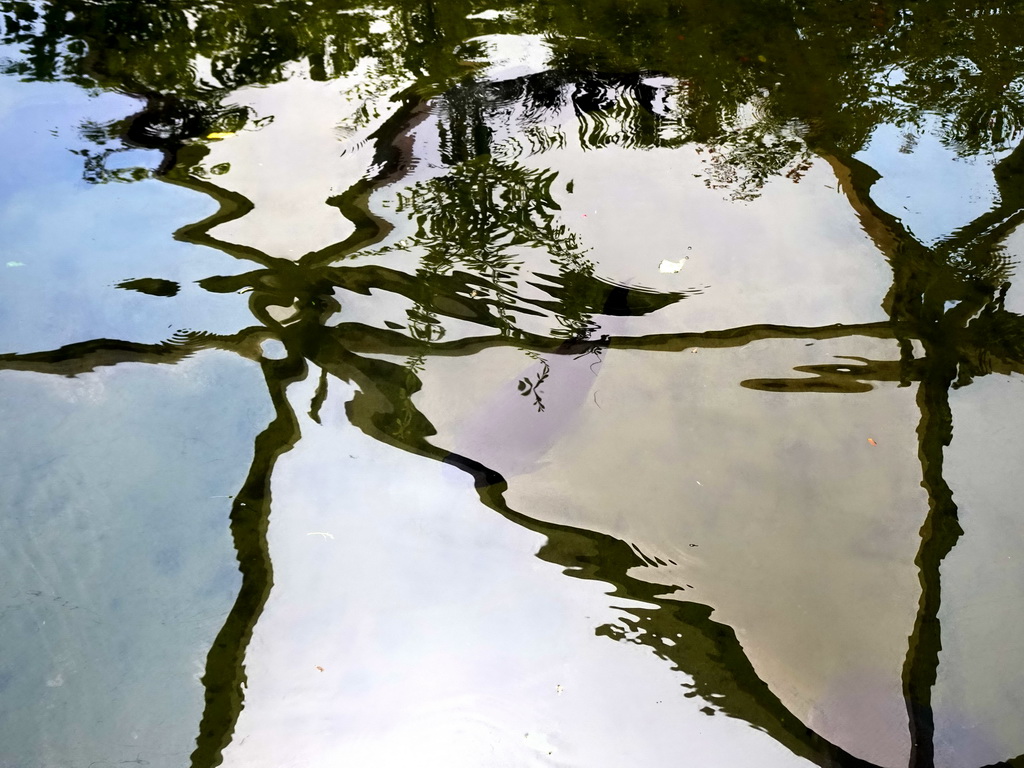 Pond with fish at the Amazonica building at the South America area at the Diergaarde Blijdorp zoo