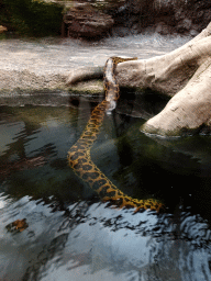 Snake at the Amazonica building at the South America area at the Diergaarde Blijdorp zoo