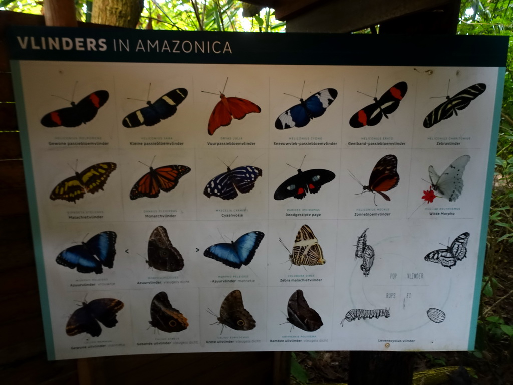 Leaflet on butterfly species at the Amazonica building at the South America area at the Diergaarde Blijdorp zoo