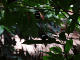 Butterflies at the Amazonica building at the South America area at the Diergaarde Blijdorp zoo