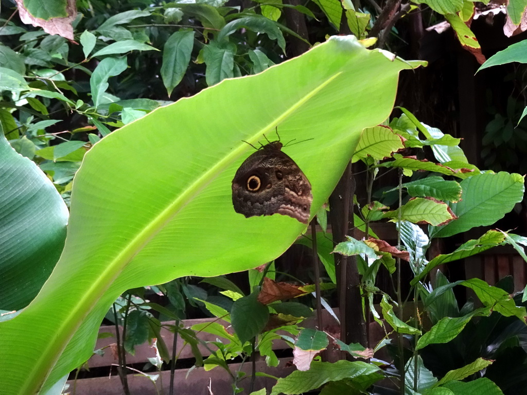 Butterfly at the Amazonica building at the South America area at the Diergaarde Blijdorp zoo