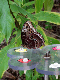 Butterfly at the Amazonica building at the South America area at the Diergaarde Blijdorp zoo