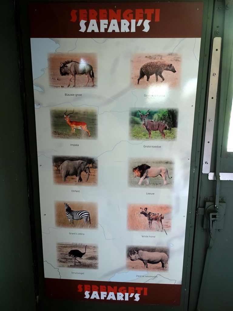 Information on the animals of the Serengeti Safari at the Africa area at the Diergaarde Blijdorp zoo