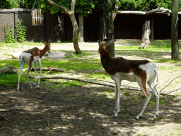 Mhorr Gazelles at the Africa area at the Diergaarde Blijdorp zoo
