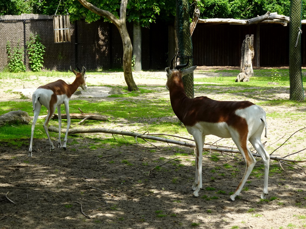 Mhorr Gazelles at the Africa area at the Diergaarde Blijdorp zoo