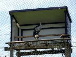 Birds at the Aviary at the Africa area at the Diergaarde Blijdorp zoo