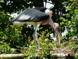 Marabou Stork at the Aviary at the Africa area at the Diergaarde Blijdorp zoo