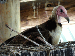 Vulture at the Aviary at the Africa area at the Diergaarde Blijdorp zoo