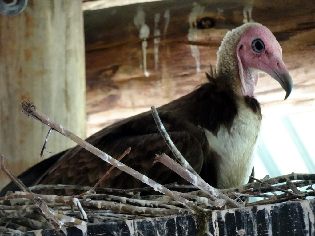 Vulture at the Aviary at the Africa area at the Diergaarde Blijdorp zoo