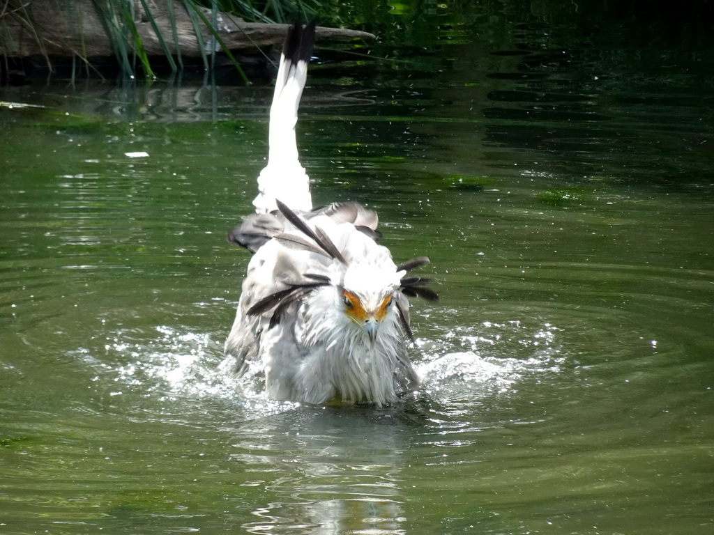 Secretarybird at the Aviary at the Africa area at the Diergaarde Blijdorp zoo