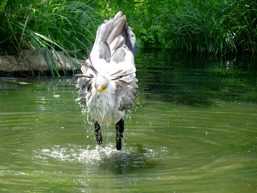 Secretarybird at the Aviary at the Africa area at the Diergaarde Blijdorp zoo