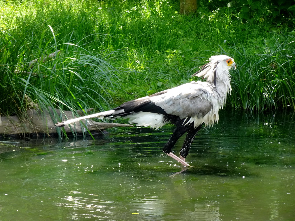 Secretarybird at the Aviary at the Africa area at the Diergaarde Blijdorp zoo