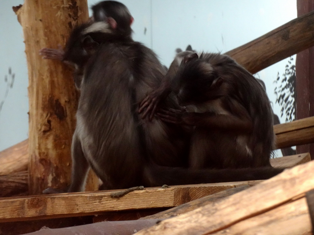 Monkeys at the Africa area at the Diergaarde Blijdorp zoo